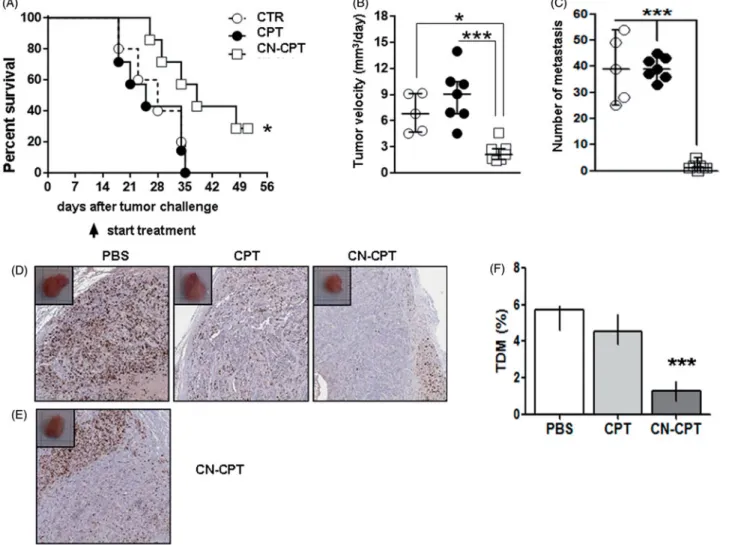 Figure 6. Treatment with CN-CPT delays the growth of orthotopic anaplastic thyroid carcinoma xenografts in vivo