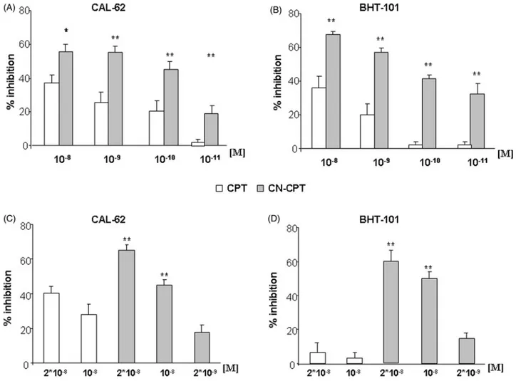 Figure 4. Effect of CPT and CN-CPT on cells adhesion and cell migration of CAL-62 and BHT-101 cell lines