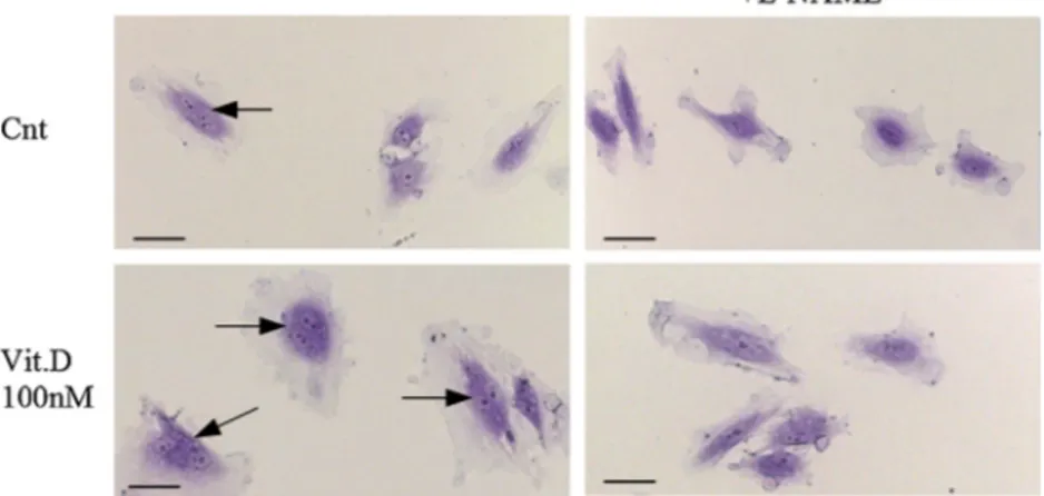 Fig. 2. Cell mitosis. Representative optical images of control and Vit. D-treated cells both in absence or presence of L-NAME after 24 h of incubation, stained with crystal violet
