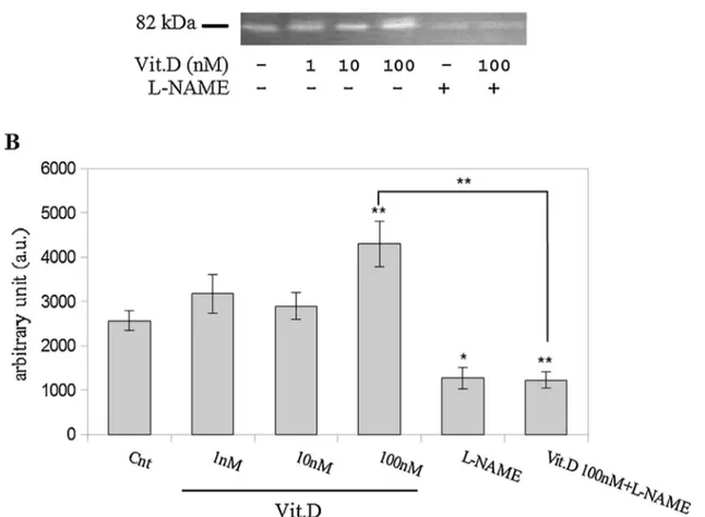 Fig. 6. MMP-2 activity in Vit. D and L-NAME-treated HUVEC. (A) Representative zymography of cell growth medium from Vit