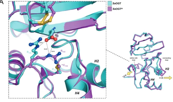 Figure 4. Comparative analysis of structures of free and methyalted SsOGT. (A) Ribbon representation of the crystal structures of the two proteins upon optimal overlaying