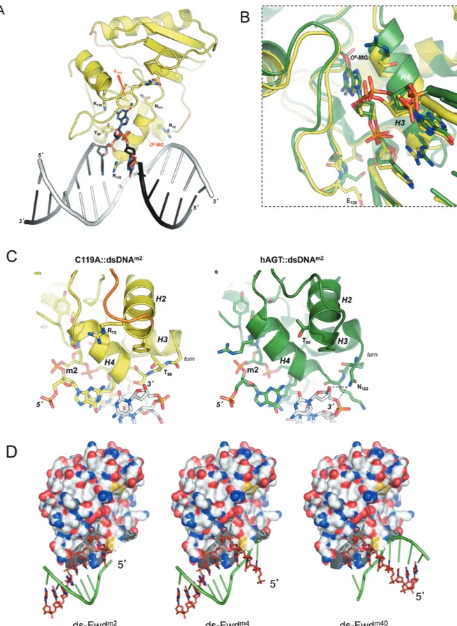 Figure 2. Structure-function of SsOGT-DNA complex. (A) Cartoon representations of the crystal structure of the C119A mutant in complex with dsDNA m 