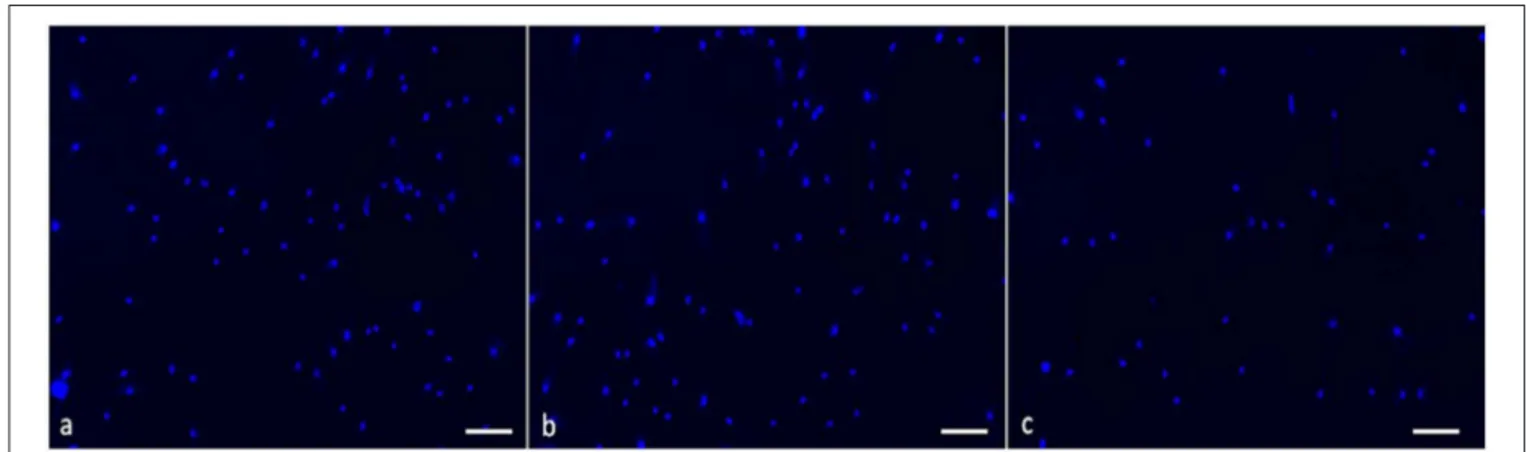 FIGURE 8 | Proliferation of fibroblasts in medium supplemented with Manuka honey at different concentrations