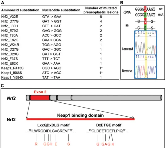 Fig. 1. Mutations in Nrf2/Keap1 in preneoplastic lesions. (A) Mutations in Nrf2 and Keap1 identified in 38 preneoplastic lesions