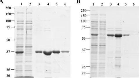Figure 2.  SDS-PAGE of native (A) and chimeric (B) Dtur CelA after purification by affinity chromatography