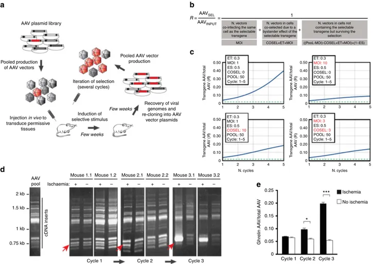 Figure 1 | Identiﬁcation of ghrelin as a myoprotective factor by the application of FunSel