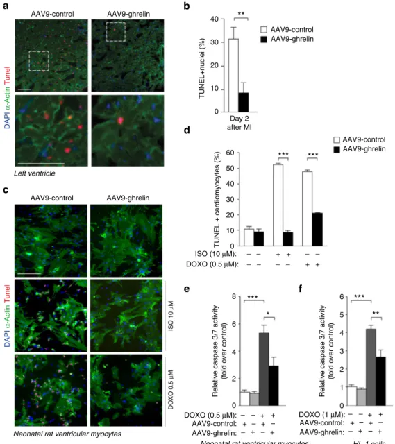 Figure 4 | AAV9-ghrelin exerts anti-apoptotic effect on cardiomyocytes exposed to toxic or ischaemic damage in vitro and in vivo