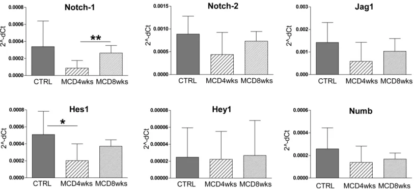 Fig 4. Notch signaling is not modulated in the CK19+ve population by MCD diet. The expression of Notch-related factors was evaluated on laser- laser-capture CK19+ve microdissected samples, which comprise HPC/DR and biliary cells