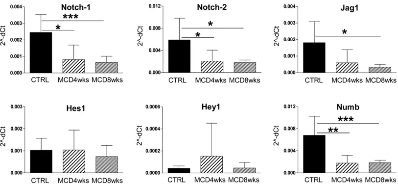 Fig 5. Notch signaling is modulated in laser-microdissected CK19-ve population. Real time PCR analysis of Notch components on CK19-ve microdissected samples showed a significant reduction, induced by MCD diet, of Notch receptors (-1 and -2) and Jag1 ligand