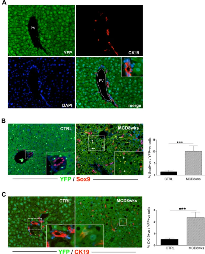 Fig 6. Lineage tracing experiments show hepatocytes conversion to HPC-like cells promoted by MCD diet-treatment