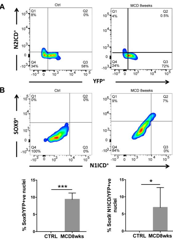 Fig 7. Notch is active in Sox9 positive hepatocytes in MCD diet-injured livers. Nuclei were isolated from paraffin liver sections of R26R-YFP mice infected with AAV8-TBG-Cre (untreated or treated with MCD diet for 8 weeks) to perform FACS analysis
