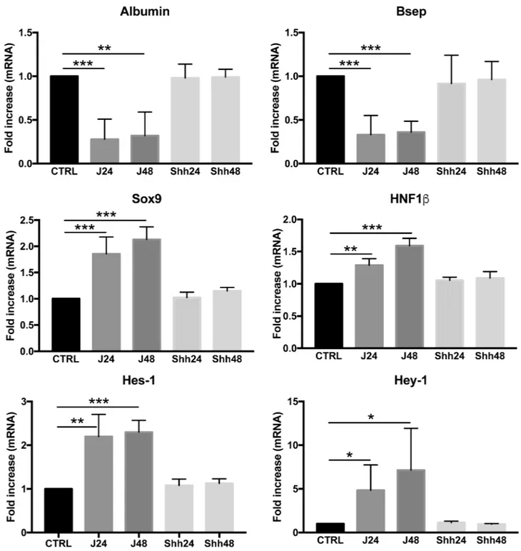 Fig 8. Notch induces phenotypic changes in the hepatocytic cell line AML-12. AML-12 cells were treated with either Jag1 or Shh for 24hours and 48hours to induce respectively Notch and Hedgehog activation