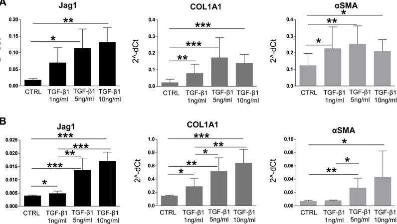 Fig 10. HSC express high levels of Jag1 after TGF- β 1-induced activation in vitro. Jag1 was strongly upregulated in primary mouse HSC (A) as well as in the LX2 cell line (B), when treated with increasing doses of TGF- β 1 (1-5-10ng/mL) for respectively 4 