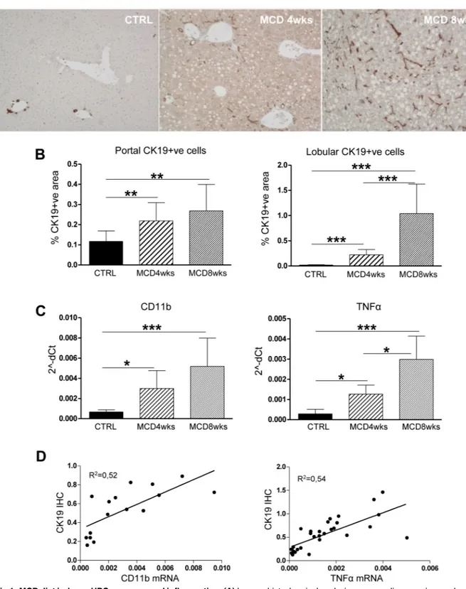Fig 1. MCD diet induces HPC response and inflammation. (A) Immunohistochemical analysis on mouse liver specimens shows a progressive expansion into the liver parenchyma of the HPC compartment (CK19+ve cells) in mice treated with MCD diet respect to untreat