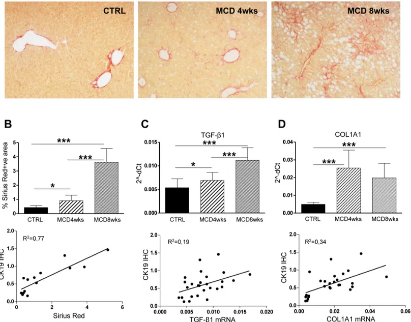 Fig 2. Fibrosis increases in MCD diet-induced steatohepatitis and correlates with HPC activation