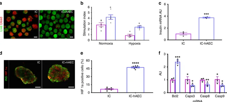 Fig. 3 Organoid functionality after hypoxic stress. a Fluorescence views of IC spheroids and IC-hAEC organoids exposed to hypoxia and assessed for