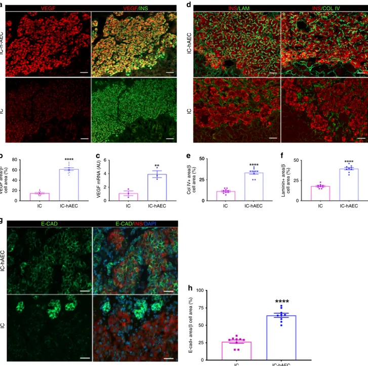 Fig. 7 The mechanisms of the enhanced vascularization and improved function of the IC-hAEC grafts