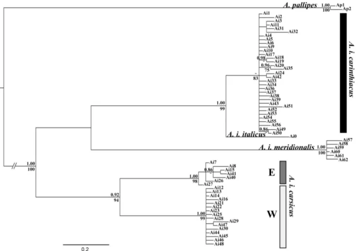 Table 1 Uncorrected pairwise (p) genetic distances between (below the diagonal) and within (along the diagonal, in italics) phylogenetic clades identified in this study