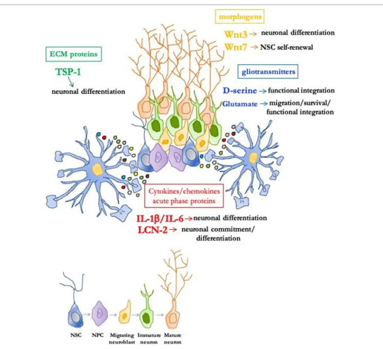 FIGURe 1 | Role of astrocyte-derived molecules in the adult neurogenic niche. In the permissive and instructive microenvironment of the neurogenic niche,  astrocytes profoundly modulate adult neurogenesis through soluble signals