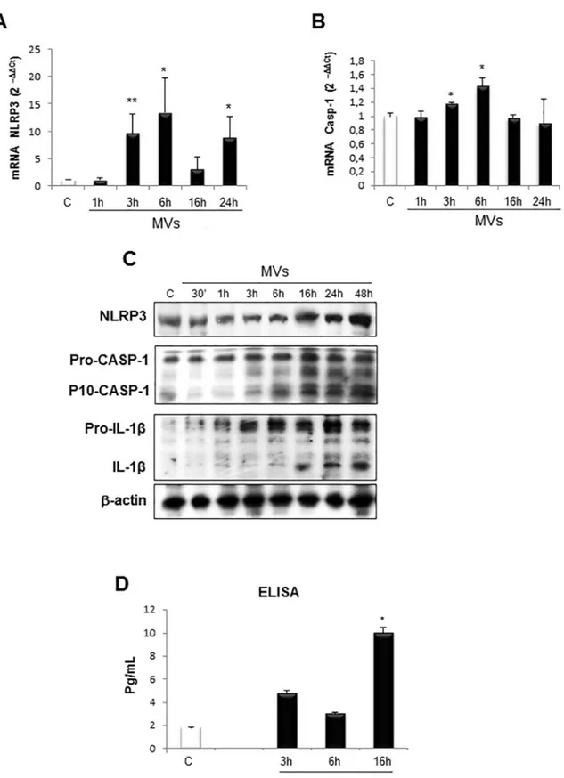 Fig 4. MVs activate NLRP3 inflammasome cascade. A, B. Quantitative real-time PCR (qPCR) analysis of inflammasome components (NLRP3 and CASP-1) in HepG2 naïve cells treated with MVs up to 24 hrs