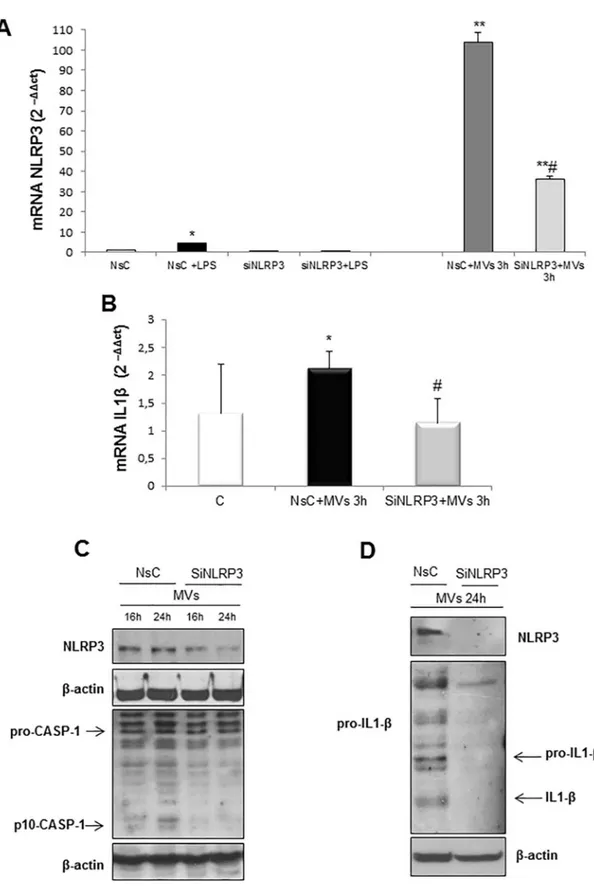 Fig 7. Silencing of NLRP3 in target cells prevents MVs-dependent inflammasome activation