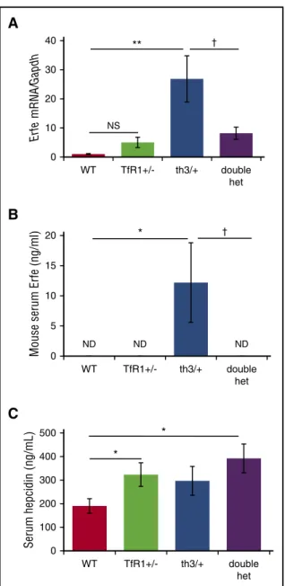 Table 2. RBC parameters in 15-month-old double-heterozygote mice reveal a significant increase in RBC number and hemoglobin with a decrease in reticulocyte count and RDW in comparison with th3/ 1 mice