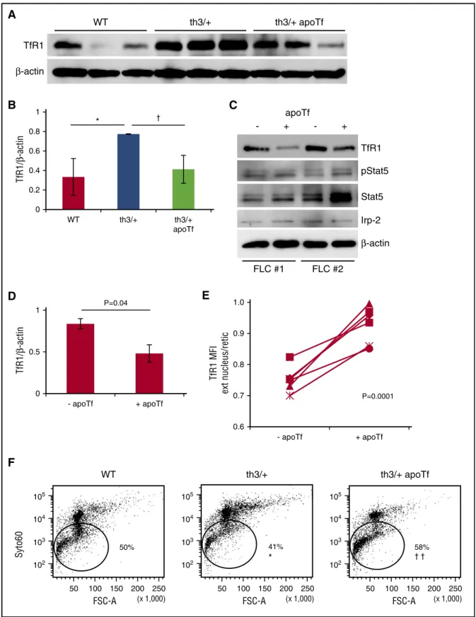 Figure 6. Apotransferrin decreases TfR1 and enhances enucleation in b-thalassemic erythroid precursors