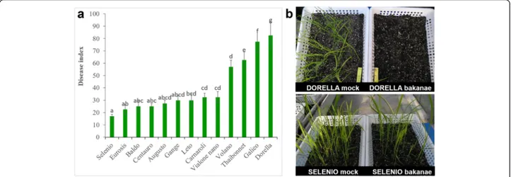 Fig. 1 Rice cultivars screened for resistance to Fusarium fujikroi. a disease index and (b) symptomatology