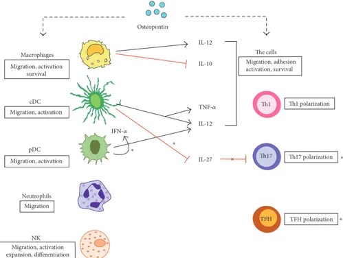 Figure 1: Eﬀect of OPN on several leukocytes. sOPN triggers myeloid and lymphoid cells eliciting a functional response (boxes) that in turn induces cytokine secretion which drives the in ﬂammatory/immune response