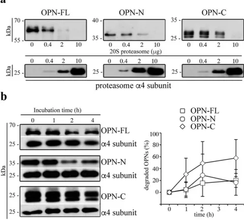 Figure 1.  Extracellular 20S standard proteasomes cleave OPN molecules. (a) Representative in vitro  digestion (n =  3) of recombinant OPN-FL, OPN-N, OPN-C by different amount of human erythrocyte  20S standard proteasome