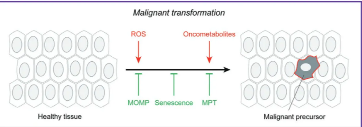 Figure 1 Mitochondrial metabolism in malignant transformation. Mitochondrial dysfunction can promote malignant transfor-