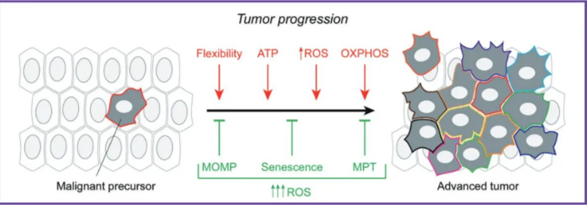 Figure 2 Mitochondrial metabolism in tumor progression. Mitochondria influence multiple processes that underpin tumor 