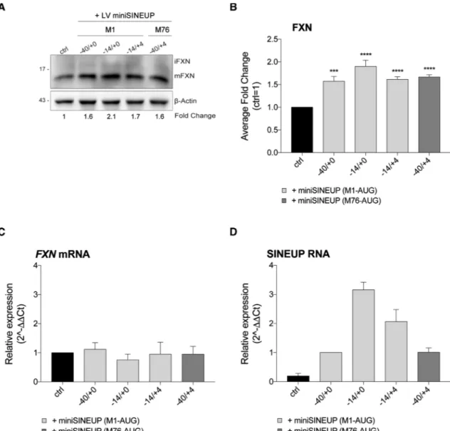 Figure 6. Rescue of frataxin protein levels in FRDA patient-derived fibroblasts. (A-D) GM04078 cells (patients’ primary fibroblasts) were infected with