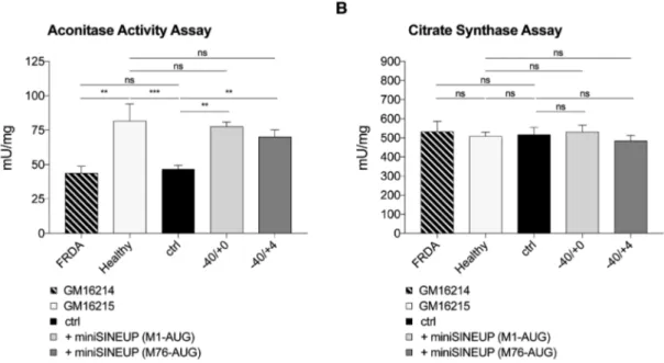 Figure 8. Rescue of aconitase defects in FRDA patient-derived lymphoblasts. (A, B) The effect of miniSINEUP-FXN expression on aconitase activity was