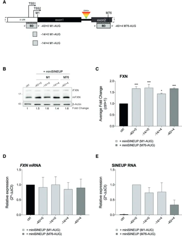 Figure 3. Synthetic miniSINEUPs increase endogenous FXN protein expression in human cells
