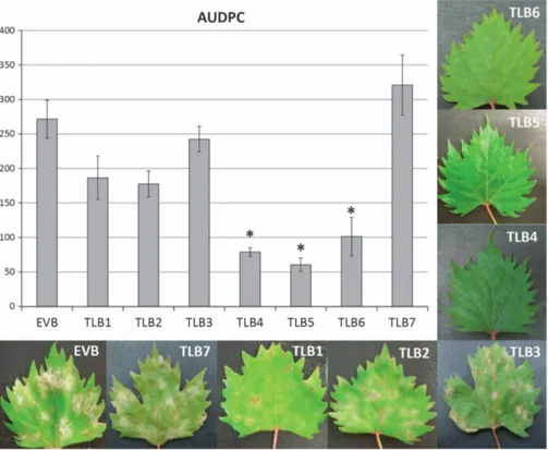 Figure 1. Area under disease progress curve (AUDPC) of grapevines inoculated with Erysiphe necator in control (EVB) and transgenic lines (TLB1, 2, 3, 4, 5, 6 and 7)