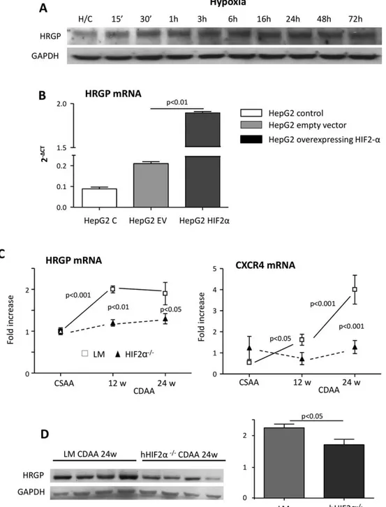 FIG. 5. Modulatory effect of HIF2a on HRGP. Western blotting analysis of HIF2a and HRGP levels in HepG2 cells exposed to hypoxic conditions (A)