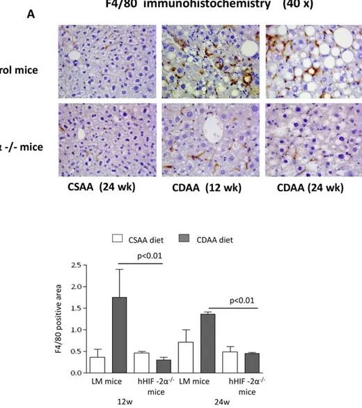 FIG. 6. Inﬂammatory markers in hHIF-2a –/– and control mice fed the CDAA diet. hHIF-2a –/– mice and wild-type littermates were fed the CDAA or the CSAA diet for 12 or 24 weeks, and the detection of macrophages positive for F4/80 was evaluated by IHC (origi
