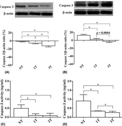 Fig. 6. Eﬀects of SMPL on retinal apoptosis in young (A, C) and old (B, D) mice. In (A, B) expression of caspase 3