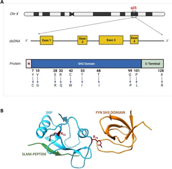 Figure 1. Schematic representation of SH2D1A gene with some missense mutations and the SAP