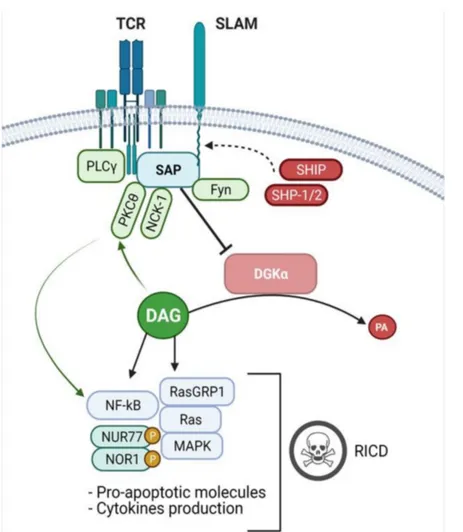 Figure 2. SAP signalling and DGKα inhibition. Upon TCR stimulation, the adaptor protein SAP binds to ITSMs sequences on the cytoplasmic tail of the SLAM-family and other receptors, competing with SHIP and SHP-1/2 phosphatases and promoting activator signal
