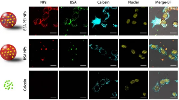 Figure 2. Representative confocal images of NIH-3T3 cells treated with BSA PEI NPs, BSA NPs or Calcein