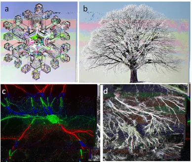 Figure 1.1: Examples of dendritic topology occurring in abiotic and living systems: a) ice crystal; b) tree; c) dendritic tree of a neuron and d) fungi hyphae