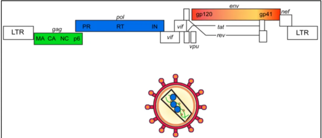 Figure 1. Schematic representation of HIV-1 genome and virion. 