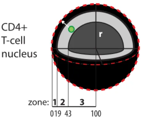 Figure 9. Scheme of the subdivision of nucleus into three concentric shells of equal surface 