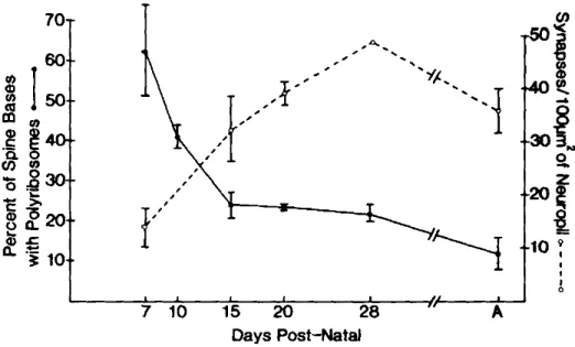 Figure 4. Relation between age (indicated as Days post-natal), number of spines in dentate gyrus and percent 