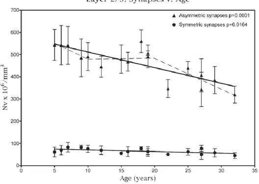 Figure 5.Age-dependent synaptic loss in layers II/III of area 46 of monkeys prefrontal cortex