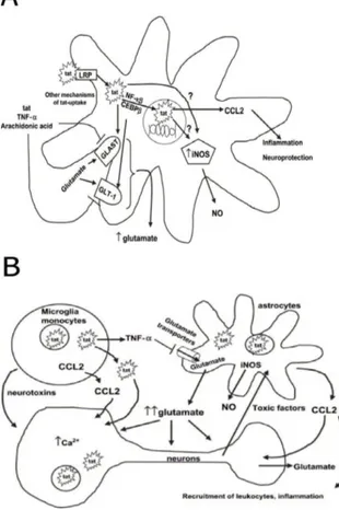 Fig. 1.12: Tat neurotoxic activities  (A) Tat interaction with astrocytes   