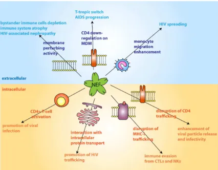 Fig 1.15: Overview of Nef biological activities 