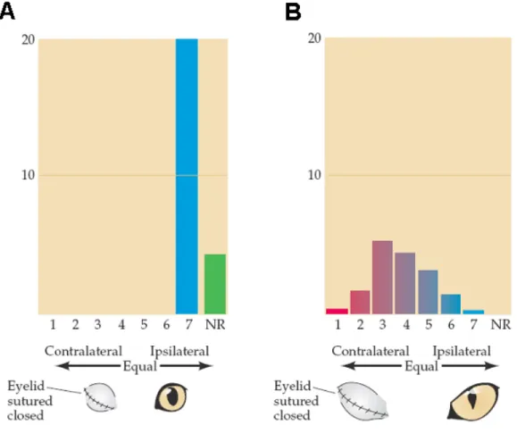 Figure 4.  Effect of early closure of one eye on the ocular dominance distribution in the visual cortex
